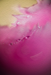 Tulip with Droplets Supermacro