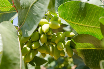 Pistachio trees, Antep , Turkey 