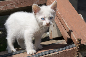 White Kitten Portrait