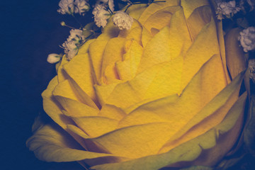 Yellow Rose Retro