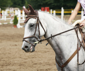 Head-shot of a show jumper horse during competition with jockey