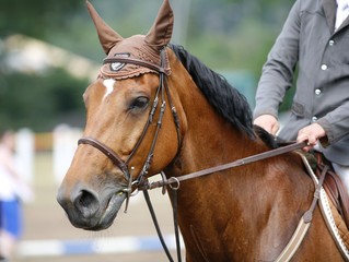 Head-shot of a show jumper horse during competition with jockey