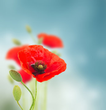 Free Poppy Images – Browse 612 Free Stock Photos, Vectors, and Video ...