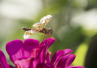eastern amberwing ,Perithemis tenera