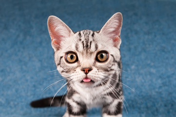American shorthair kitten portrait