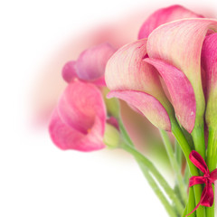 Fototapeta premium Calla lilly