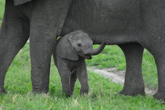 Baby African Elephant with mother