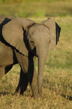 Baby African elephant looking at viewer