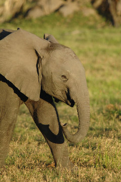 Baby African elephant