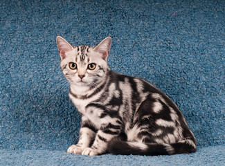 American shorthair kitten portrait