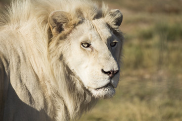 White lion