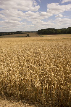 Wheat growing on a Hampshire farm close to harvest time. England UK