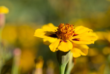 yellow flower