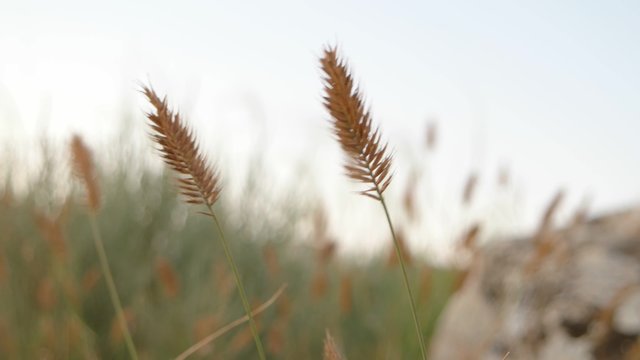 Dried Grass on the wind (Dasypyrum villosum)