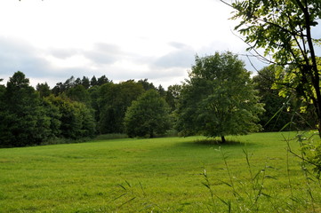 Wiese mit Baum