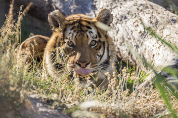 Tiger lying down on the grass
