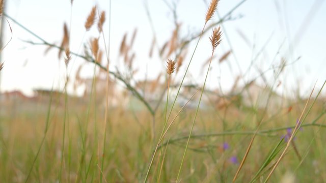 Dry desert grass in Crimean peninsula area