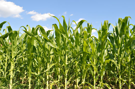 Cornfield in summer