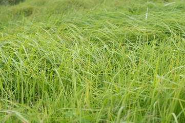 風に揺られる草 5