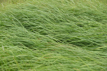 風に揺られる草 3