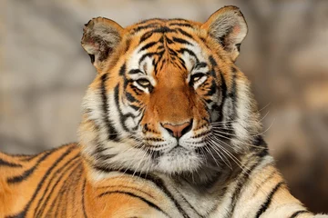 Rolgordijnen Tijger Portret van een Bengaalse tijger (Panthera tigris bengalensis).