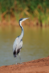 Black-headed heron (Ardea melanocephala), South Africa .