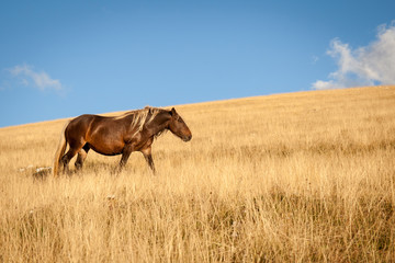 Cavallo selvaggio marrone con criniera dorata, cammina nella prateria al tramonto.