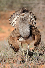 Kori bustard (Ardeotis kori) displaying, Kalahari desert, South Africa.