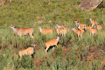 Herd of eland antelopes (Tragelaphus oryx) in natural habitat, South Africa.
