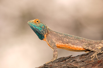 Male ground agama (Agama aculeata) in bright breeding colors, Kalahari desert, South Africa.