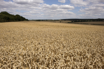 Wheat growing on a Hampshire farm close to harvest time. England UK