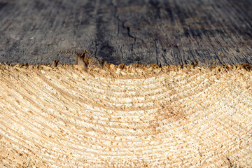 growth rings,