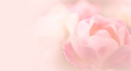 rose in vintage color style on mulberry paper texture for background