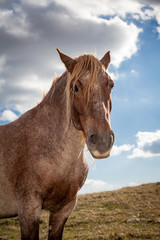 Primo piano di un cavallo marrone con criniera dorata. Sfondo con cielo blu e nuvole grigie
