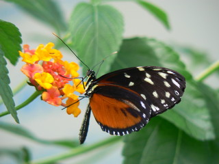 Papillon