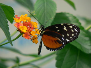 Papillon