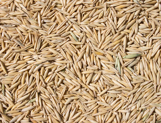 oats as a background