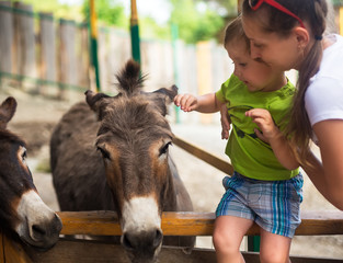 Little boy and burro in zoo