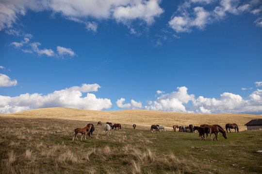 mandria di cavalli nella prateria. Cielo blu con nuvole bianche all'orizzonte