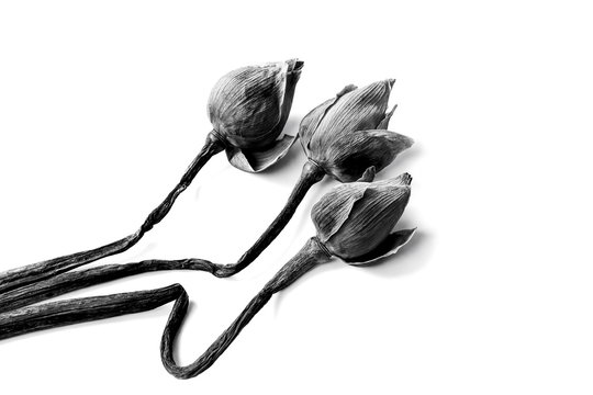 Fototapeta withered Water lily or lotus Flowers on black and white backgrou
