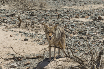 Coyote , Death Valley, California, USA