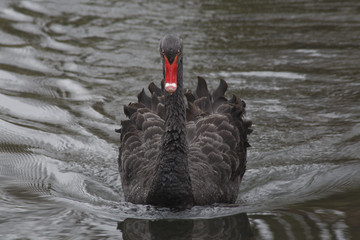 Naklejka premium Schwarzer Schwan