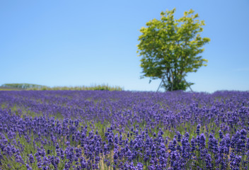 Blur background of single tree and lavender field
