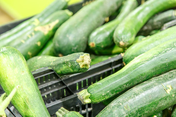 Fresh healthy green zucchini courgettes cucumber