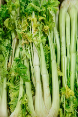 Fresh group of Celery