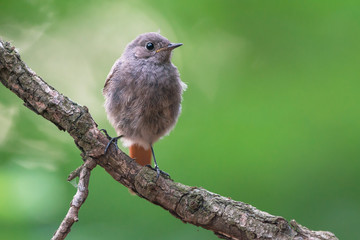 Black redstart