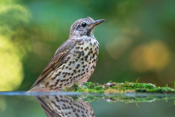 Song thrush
