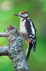 Great spotted woodpecker