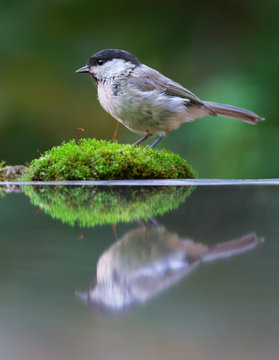 Willow tit with reflection