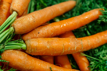 organic carrot group closeup